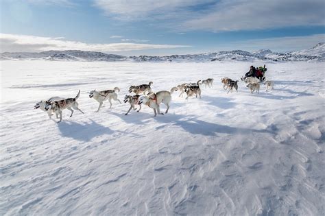 Dog Sledding in Greenland 2025 - Rove.me