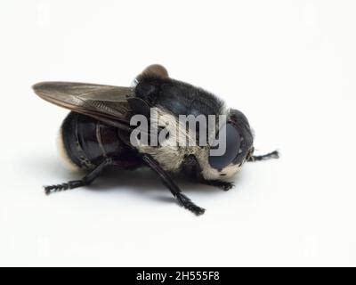 Image result for Mouse Bot Fly
