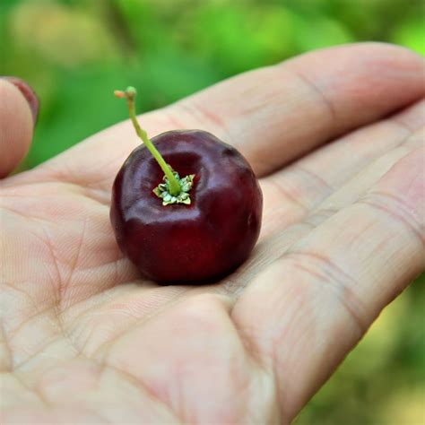 M-Tech Gardens Barbados Cherry (" Black " Malpighia emarginata ...