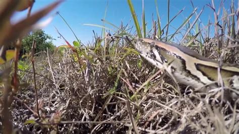 Image result for Florida Invasive Python Poster