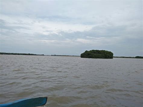 Pichavaram Mangrove Forest (Chidambaram) - What to Know Before You Go ...