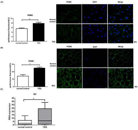 Therapeutic Effect of α-MSH in Primary Cultured Orbital Fibroblasts ...