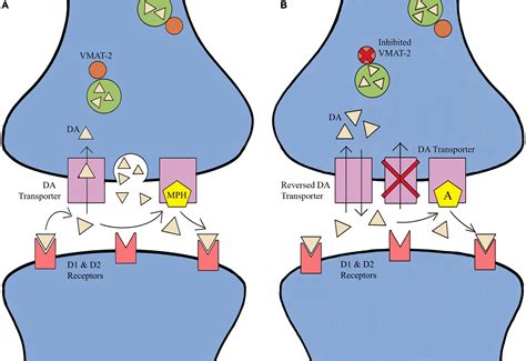 Vyvanse Vs Ritalin For Studying at Philip Ayala blog