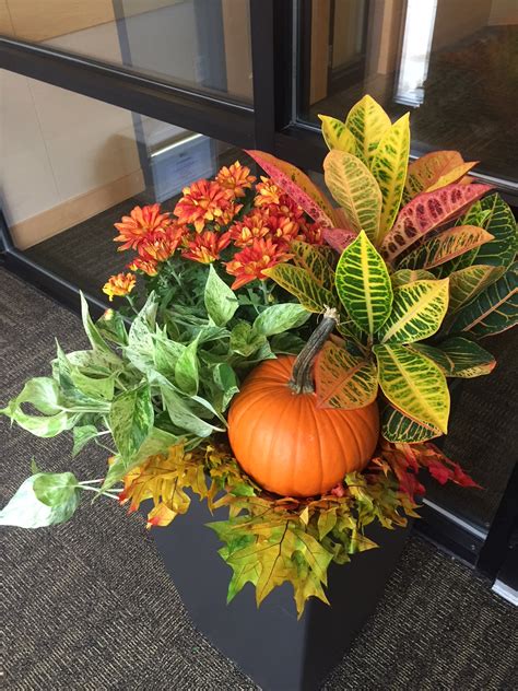 Caring for your Ficus Lyrata in Your Interior Office Workplace Waltham ...