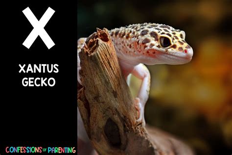 Nature Things That Start With X at Peter Price blog