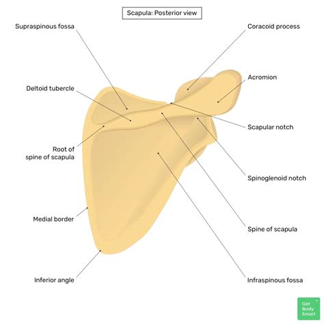 Scapula Labeled Diagram Scapula, Human Skeleton Anatomy,, 53% OFF