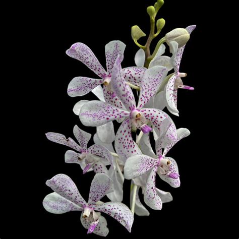 Mokara Orchid Plant Jitti White walter- Top Cutting Small