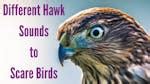 Image result for Hawk Predator Sounds