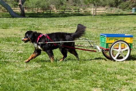 Informal Draft Practice, 9135 Angle Ln SW Lakewood, WA, 8 June 2025 ...