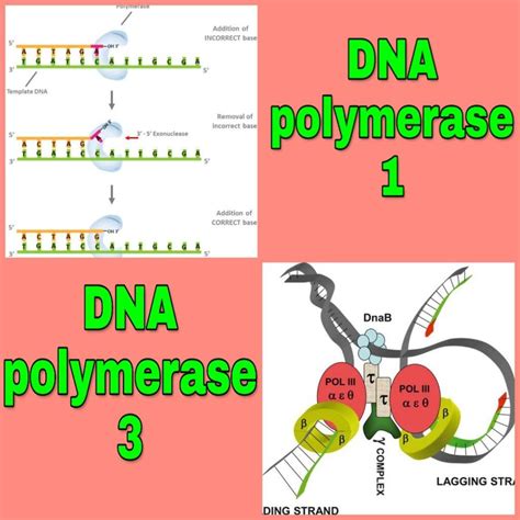 Difference Between Dna And Rna Polymerase at Margaret Cambell blog