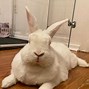 Image result for Baby American Rabbit