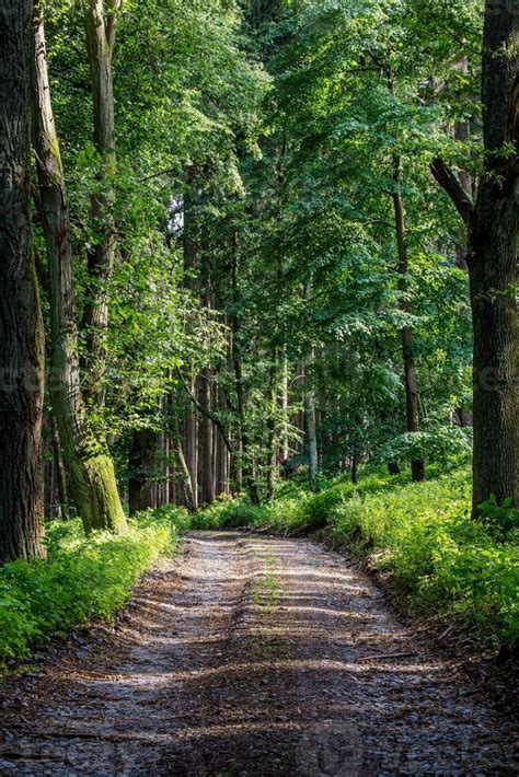 Road Path 的图像结果