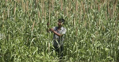 Failure of India’s agriculture success: Abundant food production ...