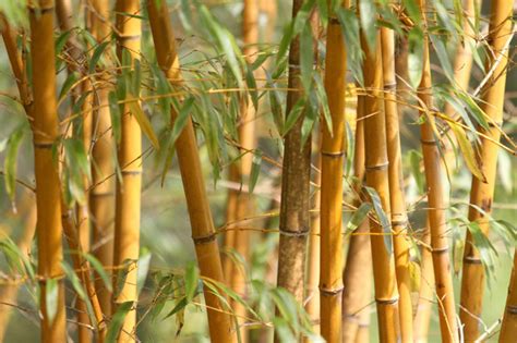 Packaging Machine 的图像结果