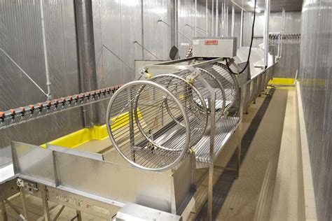 Slaughter Process 的图像结果