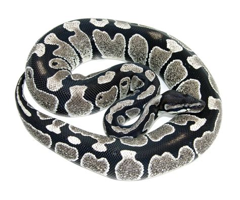 Image result for Red Ball Python
