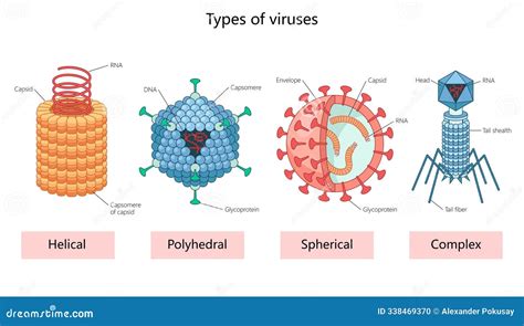 Image result for Virus Types