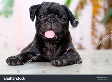 Black Pugs Puppies