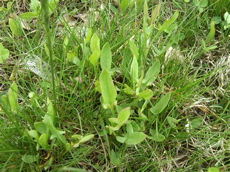 A Picture Guide to Common Weeds