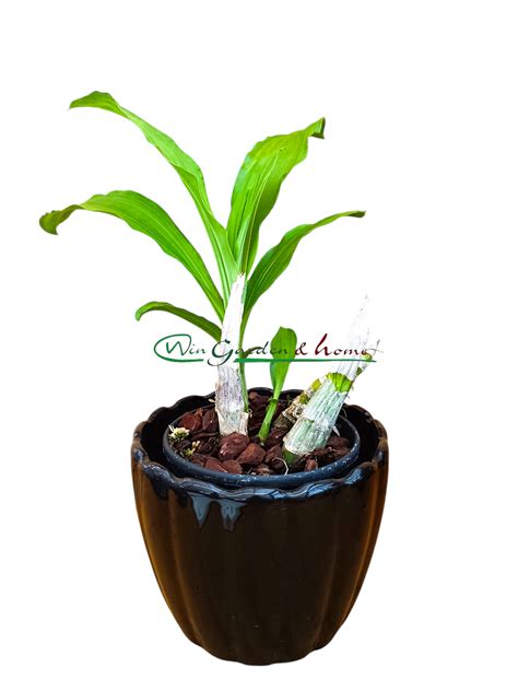 Catasetum Extravaganza - Win Garden & Home
