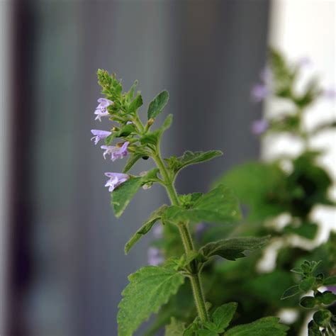 Plants that deter wasps: 10 plants to add to your patio now | Ideal Home