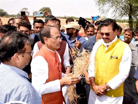 Madhya Pradesh: CM Shivraj Singh Chouhan inspects damaged crops in Vidisha
