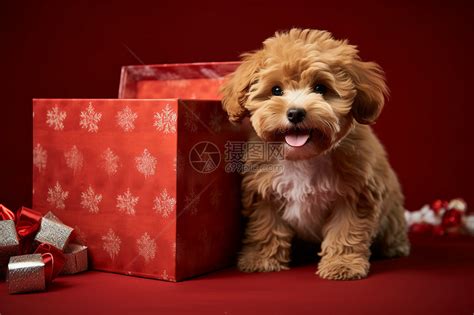 可爱的小狗与红色礼物盒高清图片下载-正版图片600691657-摄图网