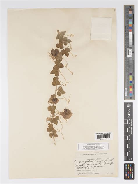 Passiflora oaxacana (Killip) H.T.Svoboda | Plants of the World Online ...