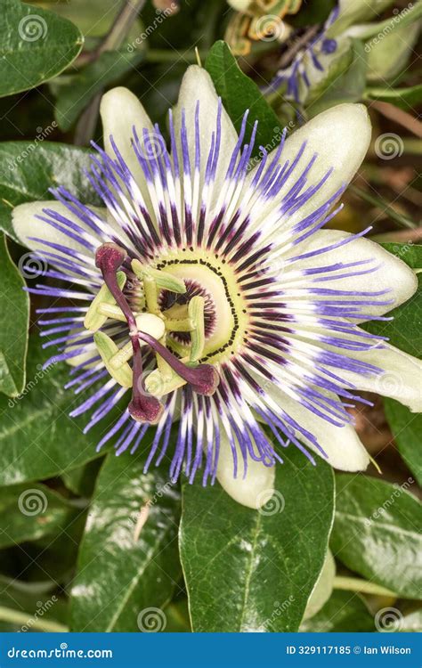 Passion Flower (Passiflora Caerulea) Stock Image - Image of purple ...