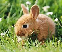 Image result for Cute Bunny Eating Carrots Wallpaper for iPhone
