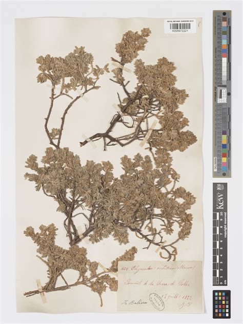 Thymelaea velutina (Pourr. ex Cambess.) Endl. | Plants of the World ...