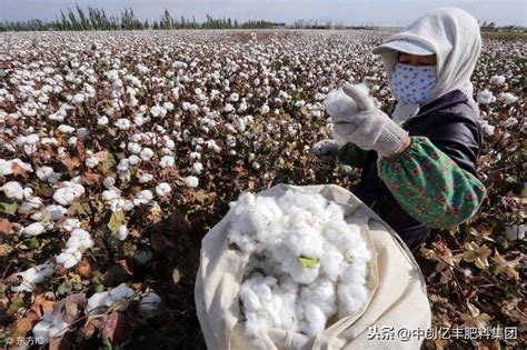 棉花怎么种的步骤介绍，生产棉花的股票有哪些- 农林牧渔科技_赢家财富网