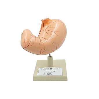 Make Gold-Human Anatomy Stomach Model Solution Structure School ...