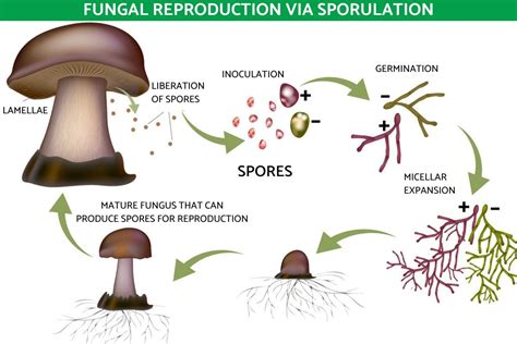 Image result for Fungi Reproduction