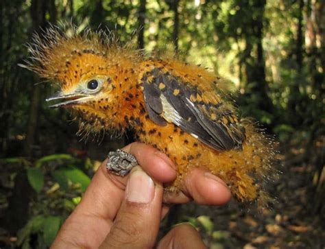 Interesting Fact about Birds | The Creative Post