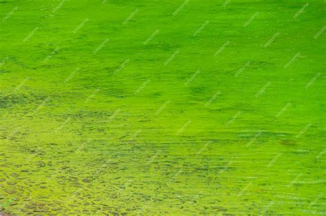 Premium Photo | Green river water caused by microalgae growth ...