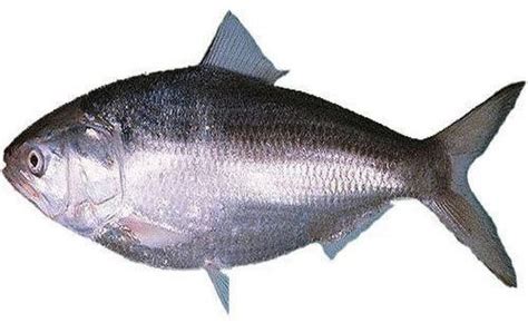 Fresh Hilsa Fish Exporter, Supplier from Pune