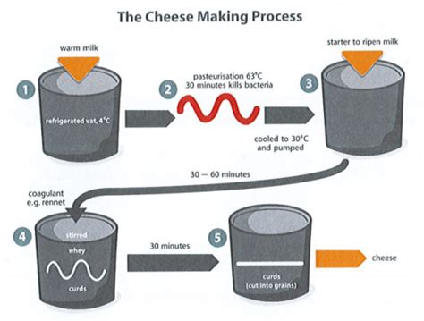 Process of Making Cheese 的图像结果