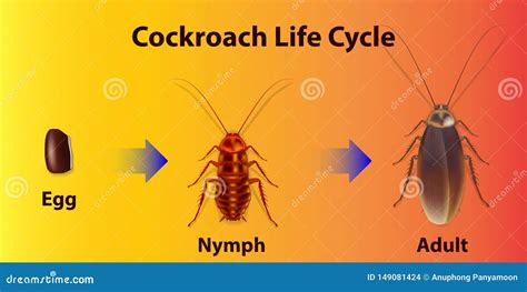 Cockroach Lifecycle 的图像结果