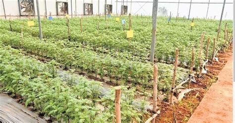 Kuppam Horticulture Hub: Gives new shape to Indian agriculture ...