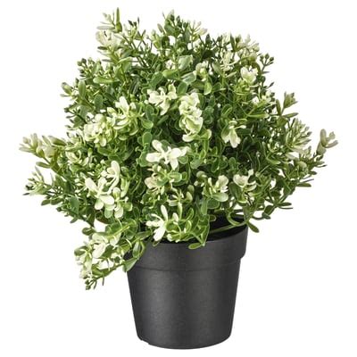 FEJKA artificial potted plant, thyme, 9 cm (3 ½") - IKEA