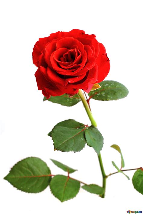 Download free picture Red rose on CC-BY License ~ Free Image Stock tOrange.biz ~ fx №2494