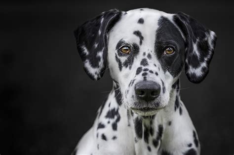 face, Black, White, Dog, Animals Wallpapers HD / Desktop and Mobile ...