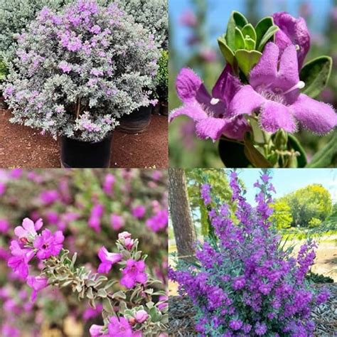 Silver Leaf Texas Sage | Leucophyllum Plant | Nikodia Flower Shrub ...