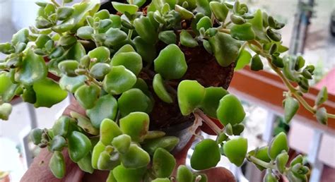 Let A Gorgeous Green Tangled Heart Plant Make Your Home Truly Beautiful ...