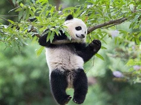 大熊猫下半身被剃光毛，像没穿裤子一样_宠界新闻