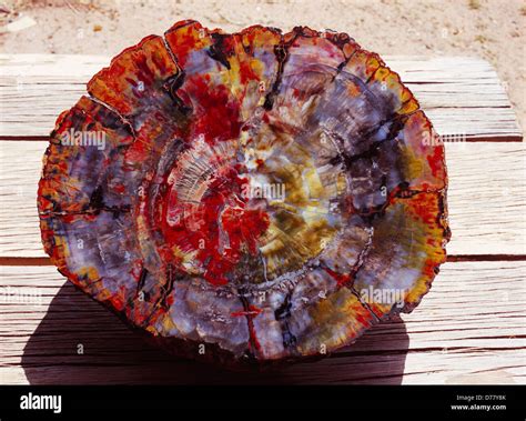 Polished petrified wood slab Chinle Formation Petrified Forest Stock ...