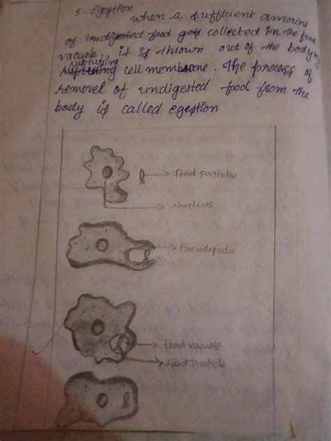 Describe the nutrition in Amoeba.With the help of a labelled diagram ...