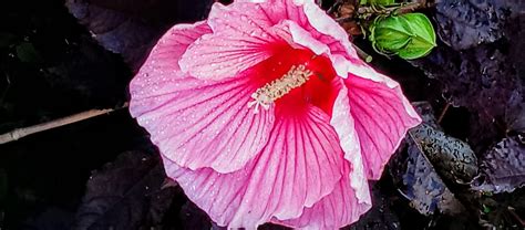 Hibiscus: evidencia, beneficios y precauciones de la flor de Jamaica