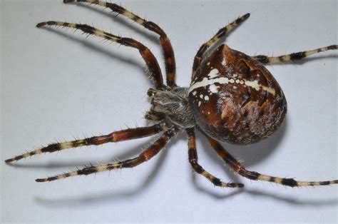 Real Monstrosities: Cat-faced Spider